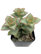 LG Succulent Crassula perforata Giant