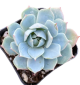 LG Succulent Echeveria Giant Blue 15cm (Giant Echeveria)