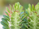 LG Succulent Euphorbia trigona Green