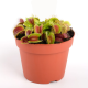 LG Venus Fly Trap