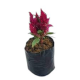 NF Celosia