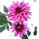 Hadeco Dahlia salsa