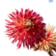 Hadeco Dahlia Tango