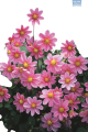 Hadeco Dahlia Top mix Rose