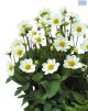 Hadeco Dahlia Top mix White