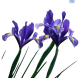 Hadeco Dutch Iris Dark Blue