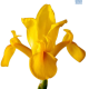 Hadeco Dutch Iris Yellow
