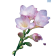 Hadeco Freesias Lilac