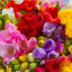Hadeco Freesias Mixed