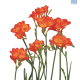 Hadeco Freesias Red