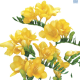 Hadeco Freesias Yellow