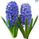 Hadeco Hyacinths Blue