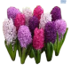 Hadeco Hyacinths Mixed