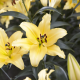 Hadeco Liliums Corcovado
