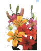 Hadeco Liliums mixed