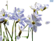 Hadeco Ipheion