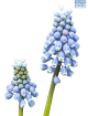 Hadeco Muscari Blue Pearl