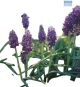 Hadeco Muscari Heavenly Blue 25