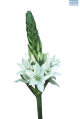 Hadeco Ornithogalum