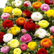 Hadeco Ranunculus Mixed Economy