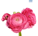 Hadeco Ranunculus Pink Pk25