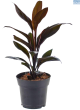 LG Cordyline Tango