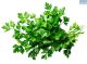 SH Herb Parsley (ss)