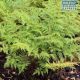 SH Pteris Tremula (cup)