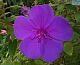 SH Tibouchina Purple