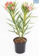 DH Oleander Peach Dwarf