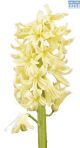 Hadeco Hyacinth Yellow