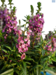 DH Angelonia Ass