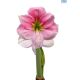 Hadeco Amaryllis Blushing Bride - Light Pink