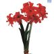 Hadeco Amaryllis Fanfare - Red