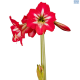 Hadeco Amaryllis Hot Lips - Striking Pink White