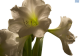 Hadeco Amaryllis Intokazi - Pure White