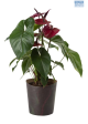 LG Anthurium Large Assorted Potted