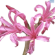 Hadeco Nerene Filifolia Pink