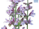 SH Salvia