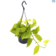 LG Epipremnum Pinn Hanging Basket
