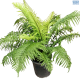 LG Mother fern