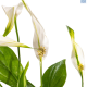 LG Peace Lily Spathyphyllum Pearl Cupido