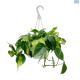 LG Philodendron Sacnd Brazil Hanging Basket