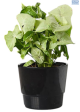 LG Syngonium Confetti 12cm Pot