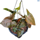 LG Syngonium Dark Maria Hanging Basket