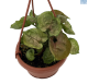 LG Syngonium Mango and Lime Hanging Basket