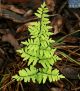 SH Cheilanthes Viridis (cup)