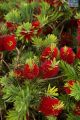 DH Callistemon Little John
