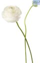 Hadeco Ranunculus White