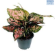 DH Aglaonema Pink Dalmation